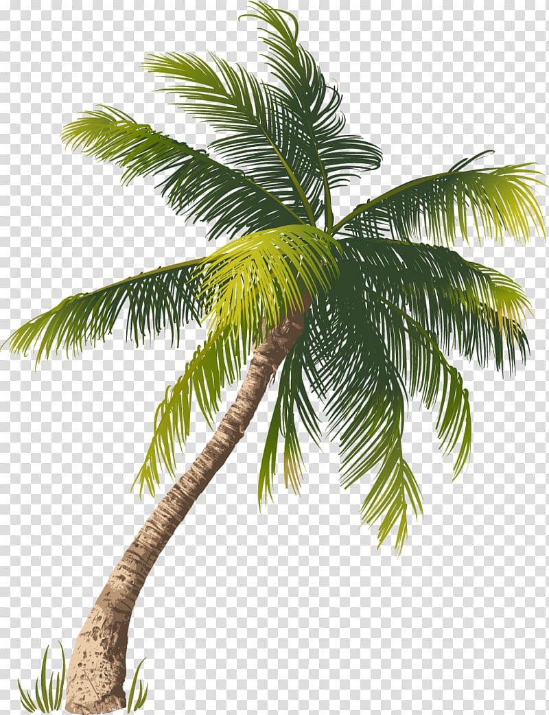 palm tree illustration, Archontophoenix Tree Euclidean Illustration, Beautifully fresh coconut transparent background PNG clipart