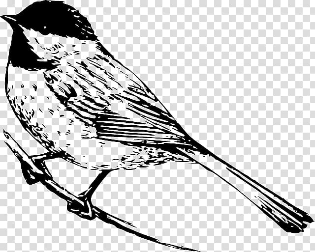 Colouring Pages Black-capped chickadee Coloring book Drawing, Government Branch Coloring Pages transparent background PNG clipart