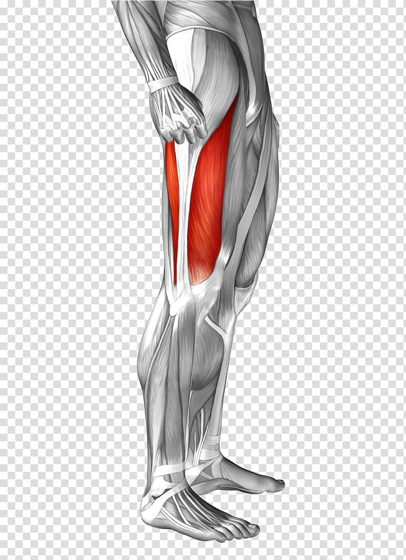 Tensor fasciae latae muscle Vastus lateralis muscle Human leg Fascia lata, Human Body Model transparent background PNG clipart