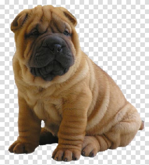 Brown Chinese shar pei puppy Shar Pei Chow Chow Siberian Husky