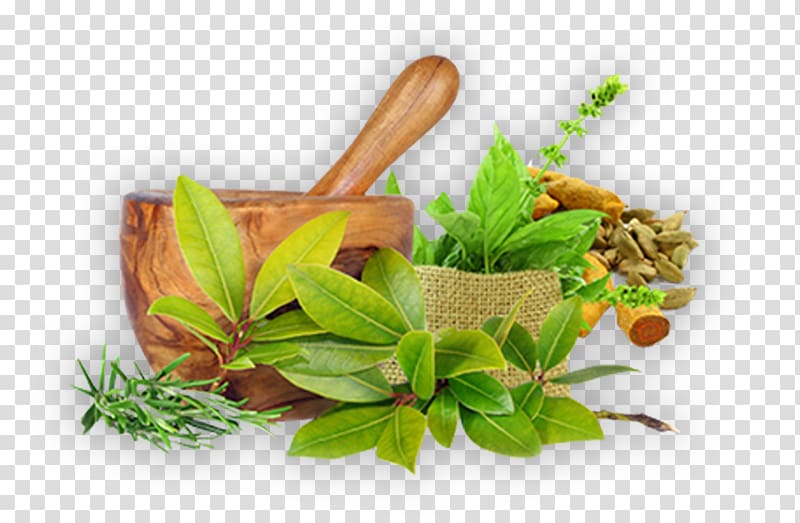 ayurveda-herbalism-health-therapy-health-transparent-background-png