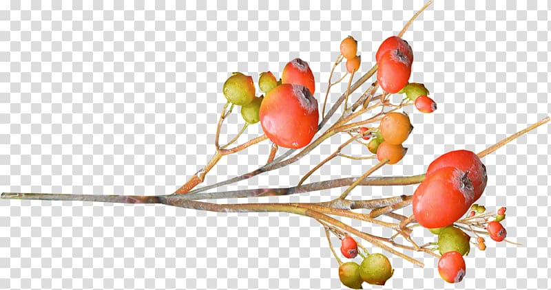 Rose hip Scape Autumn GIMP, others transparent background PNG clipart