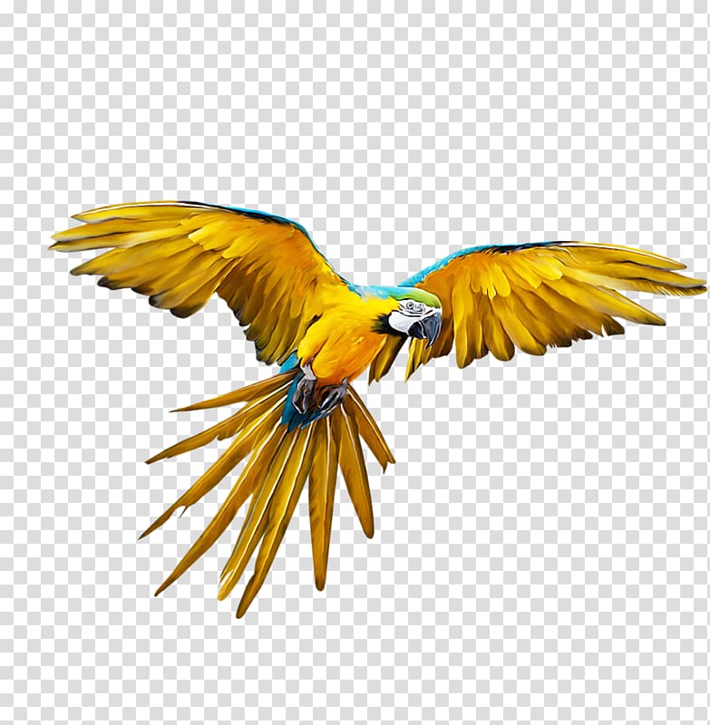 yellow and blue scarlet macaw illustration, Parrot Bird Budgerigar Flight, Flying parrot transparent background PNG clipart