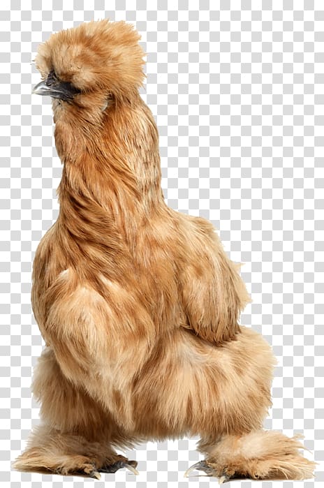 Rooster Silkie Bird Daftar jenis ayam, Bird transparent background PNG clipart
