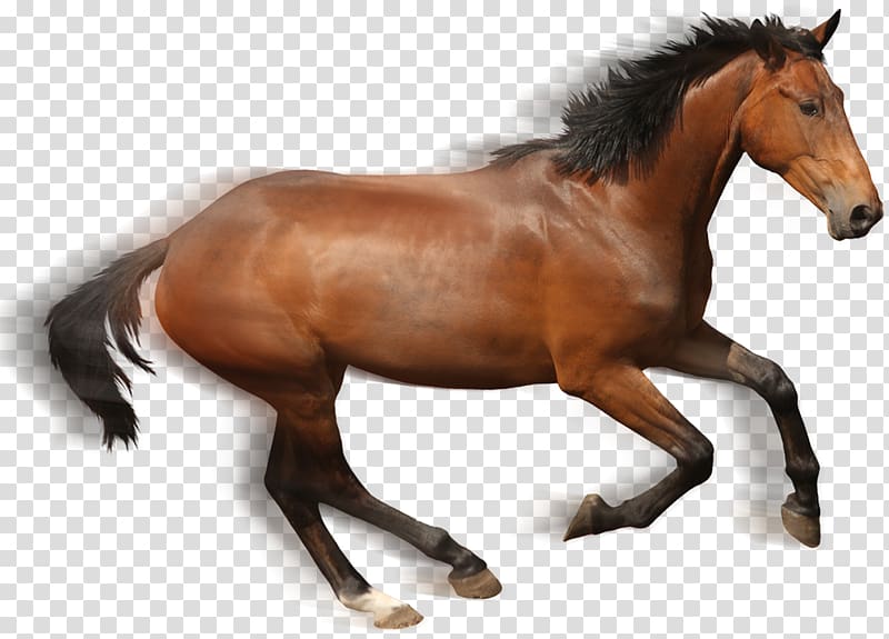 Mustang Stallion Pony Gallop Bridle, pferd transparent background PNG clipart