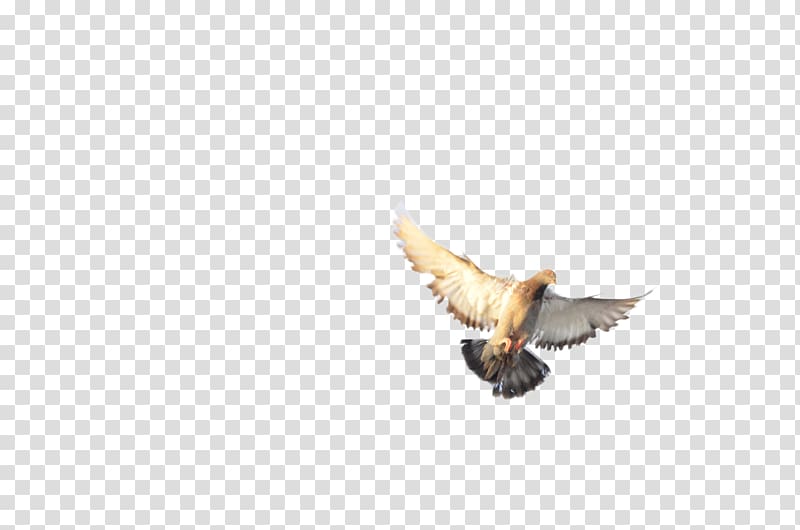 Bird of prey Accipitriformes Eagle Beak, 22 transparent background PNG clipart
