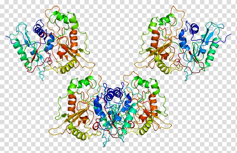 Protein N-myristoyltransferase 1 Myristoylation Enzyme Wikipedia, others transparent background PNG clipart