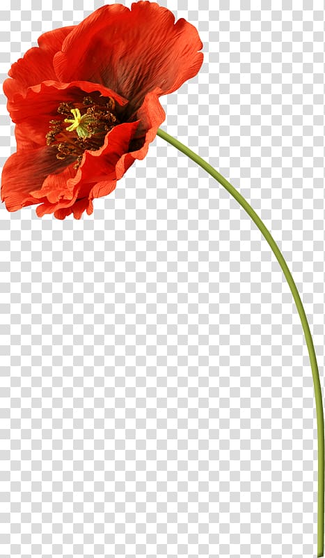 Cut flowers Common poppy , flower transparent background PNG clipart