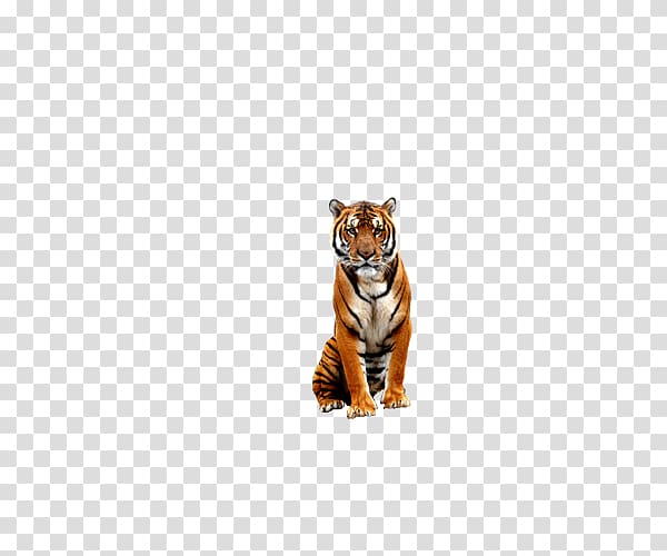 Tiger Bengal Big cat Wildlife, Tiger Zoo transparent background PNG clipart
