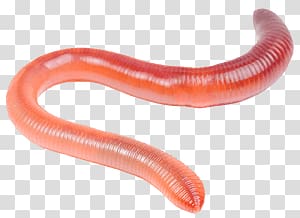 Worms transparent background PNG clipart