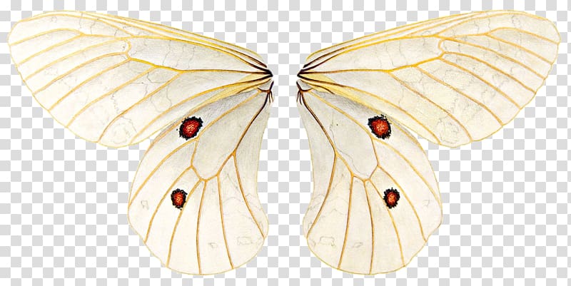 Butterfly Encapsulated PostScript , butterfly transparent background PNG clipart