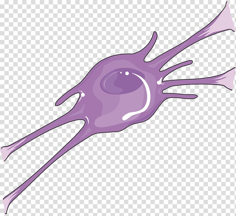 Oligodendrocyte Nervous system Neuron Meninges Neuroblast, Neurology transparent background PNG clipart