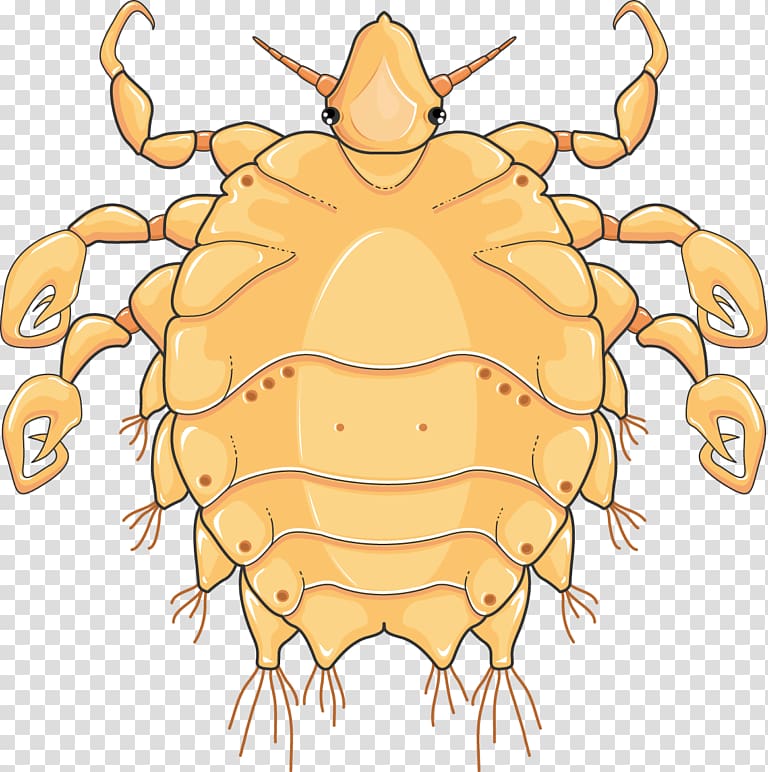 Crab louse Dungeness crab Phthirus pubis infestation Infectious disease, Echinococcus Granulosus transparent background PNG clipart