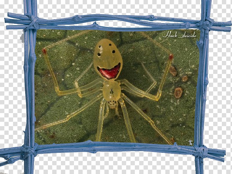 Spider Theridion grallator Smiley Poecilotheria metallica Gasteracantha cancriformis, spider transparent background PNG clipart