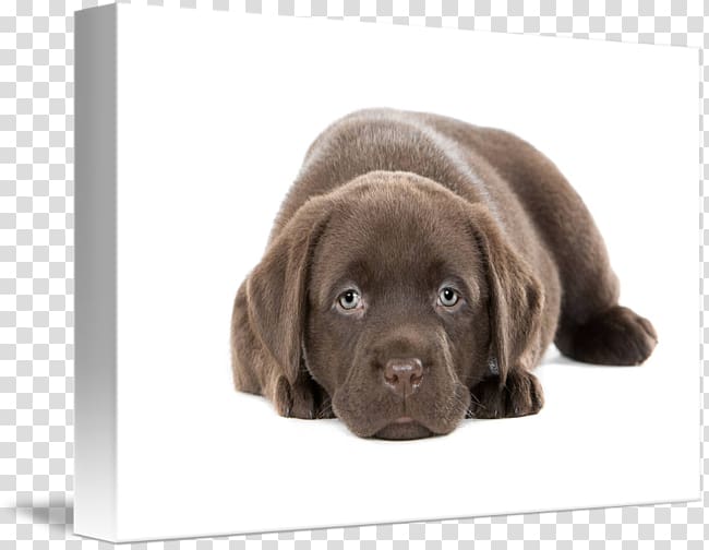 Labrador Retriever Flat-Coated Retriever Puppy Golden Retriever Dog breed, chocolate lab transparent background PNG clipart