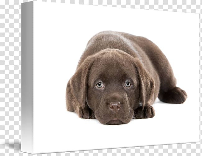 Chocolate lab hotsell golden retriever puppies