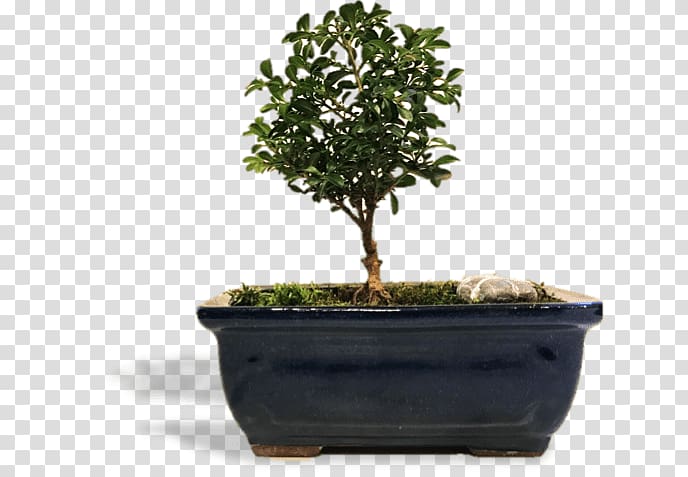 Chinese sweet plum Flowerpot Tree Herb Sageretia, bonsai pruning transparent background PNG clipart