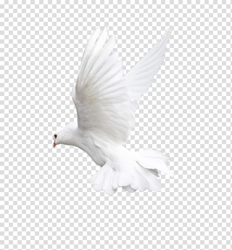 white dove, Bird Flight Owl Beak, White flying pigeon transparent background PNG clipart