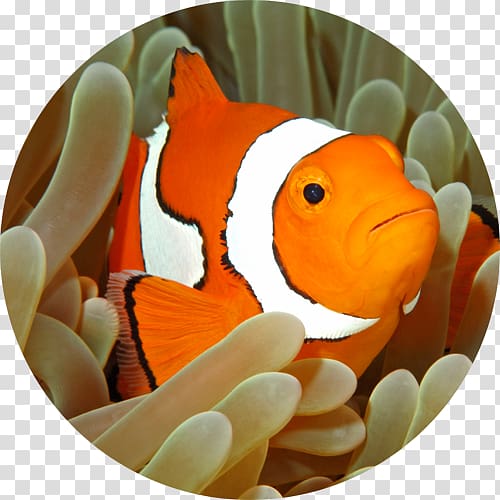 Tomato clownfish Ocellaris clownfish Sea anemone , fish transparent background PNG clipart