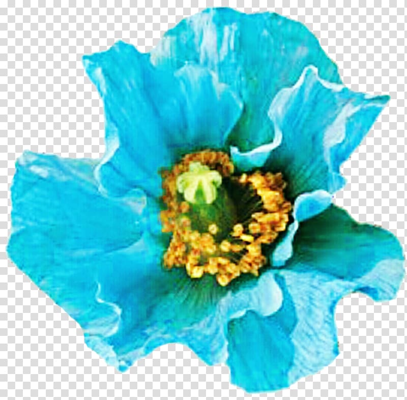 Cut flowers Turquoise Blue Teal, taiwan flower transparent background PNG clipart