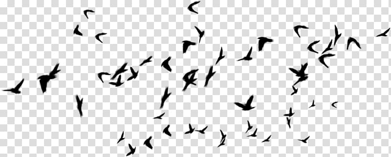 Bird Flock Desktop Digital , Bird transparent background PNG clipart