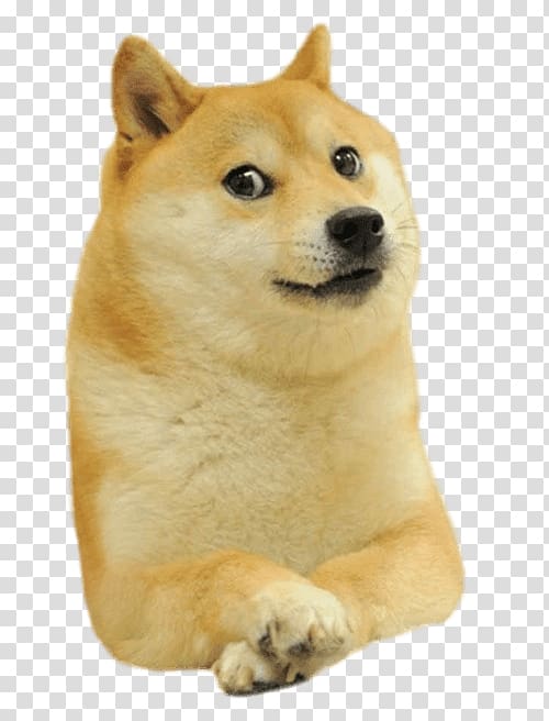 Dogecoin Shiba Inu , facing transparent background PNG clipart