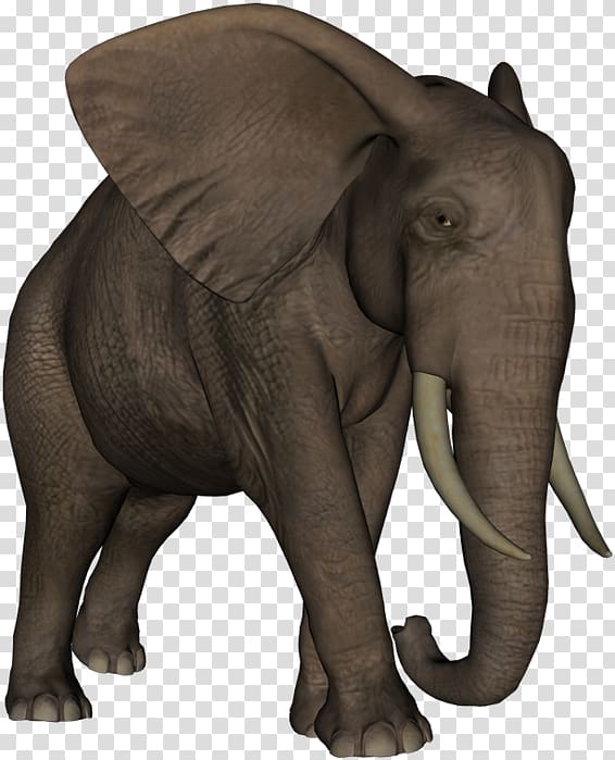 Indian elephant African elephant Elephantidae Tusk Animal, Dieren transparent background PNG clipart