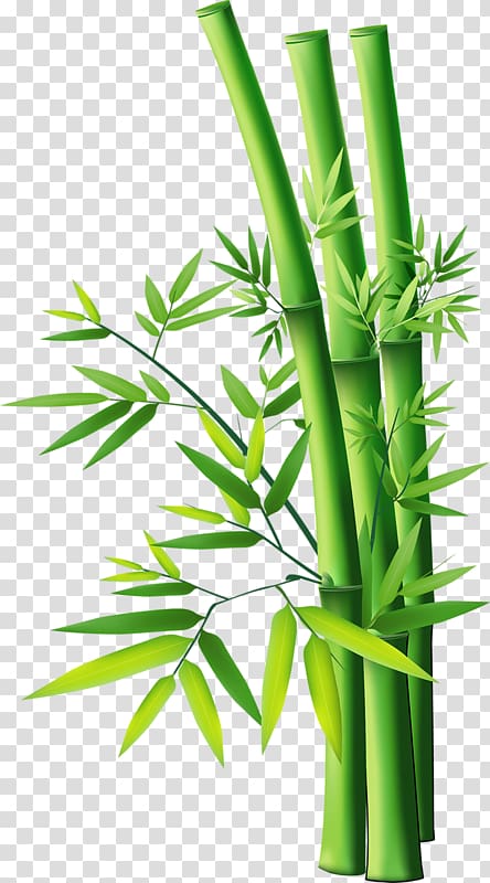 Tropical woody bamboos , Bamboo 19 0 1 transparent background PNG clipart