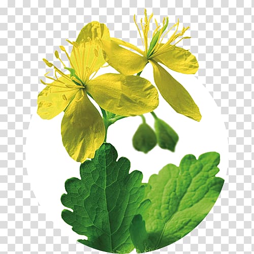 Greater celandine Iberogast Herb Therapy Medicinal plants, health transparent background PNG clipart