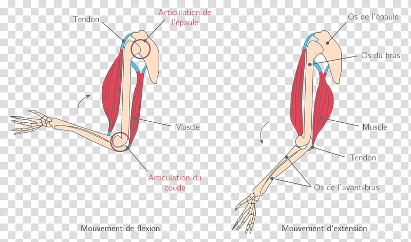 Finger Muscle Joint Muscular system Élongation musculaire, arm transparent background PNG clipart