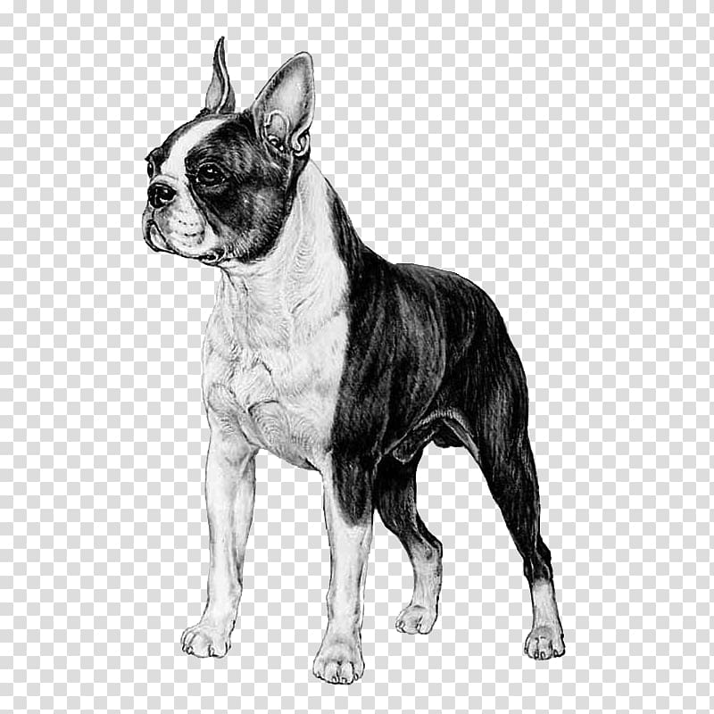 Boston Terrier Toy Bulldog French Bulldog Dog breed Companion dog, others transparent background PNG clipart