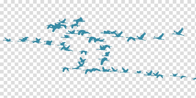 Bird migration Crane Flock Animal migration, birds transparent background PNG clipart