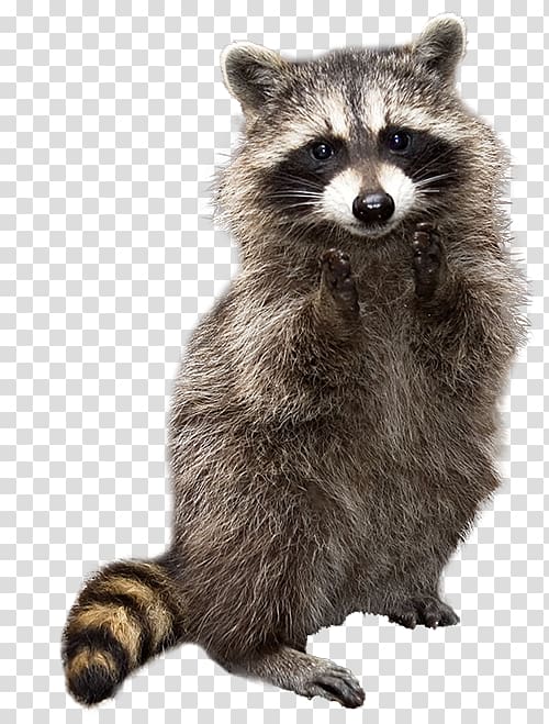 Raccoon Whiskers Viverridae Cat Pet, raccoon transparent background PNG clipart