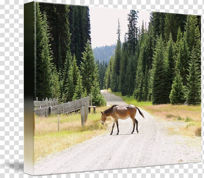 Mustang Mare Nature reserve Pack animal Wildlife, cross the road transparent background PNG clipart