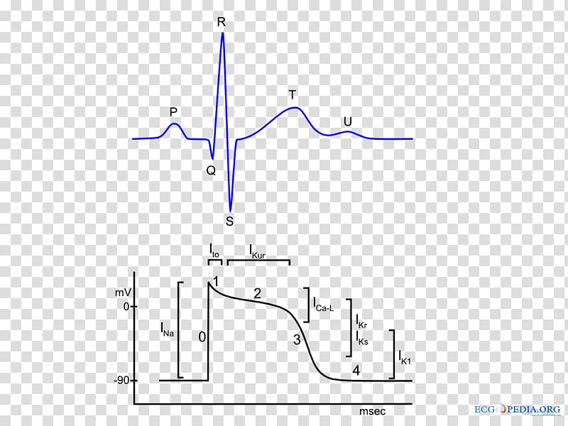 Cardiac action potential Electrocardiography Heart Cardiac muscle, heart transparent background PNG clipart
