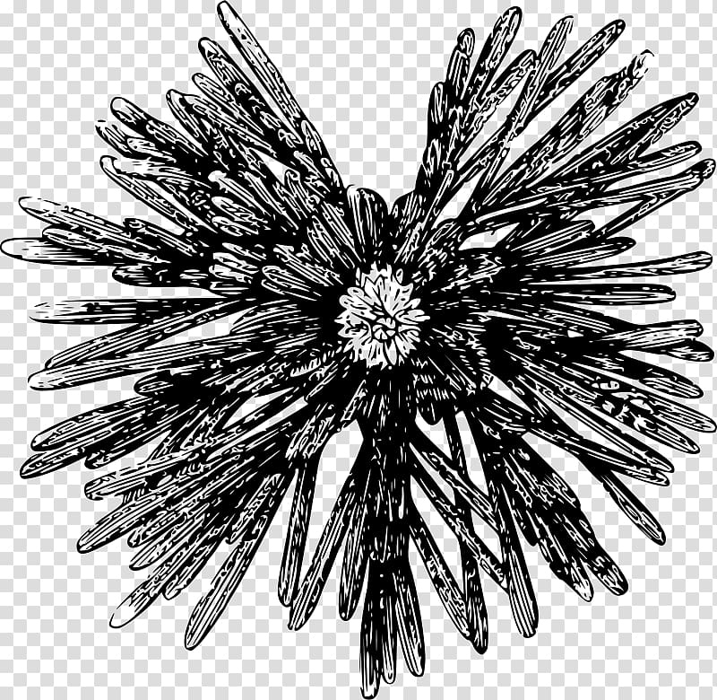 Sea urchin , others transparent background PNG clipart