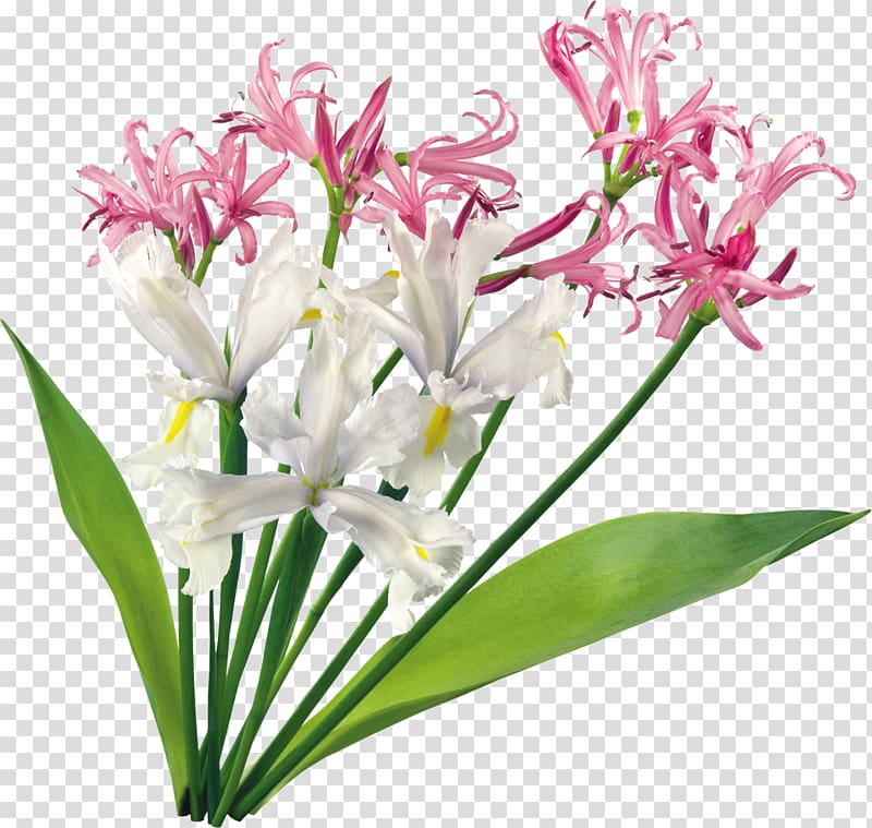Cut flowers Flower bouquet , beautiful orchid frame transparent background PNG clipart