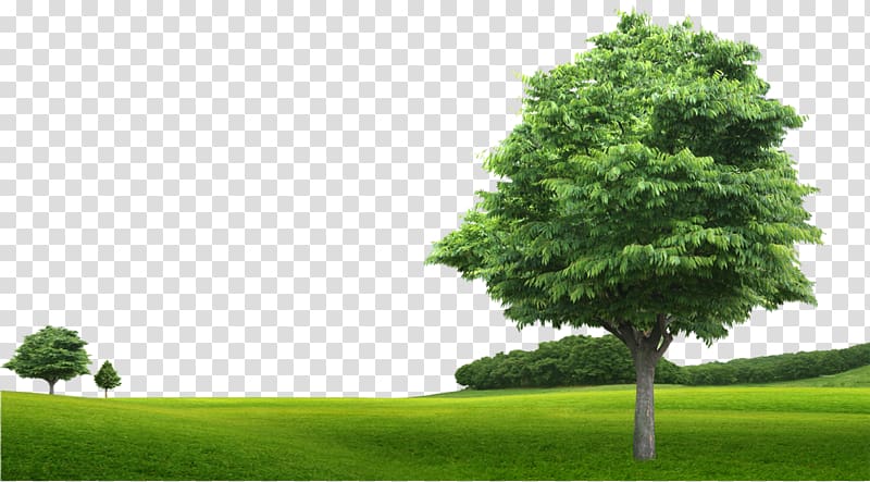 Nahj al-Balagha Islam Morality Organization Culture, Green grass trees transparent background PNG clipart