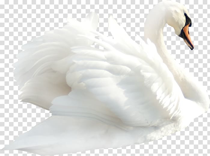 Cygnini Mute swan Bird , swan transparent background PNG clipart
