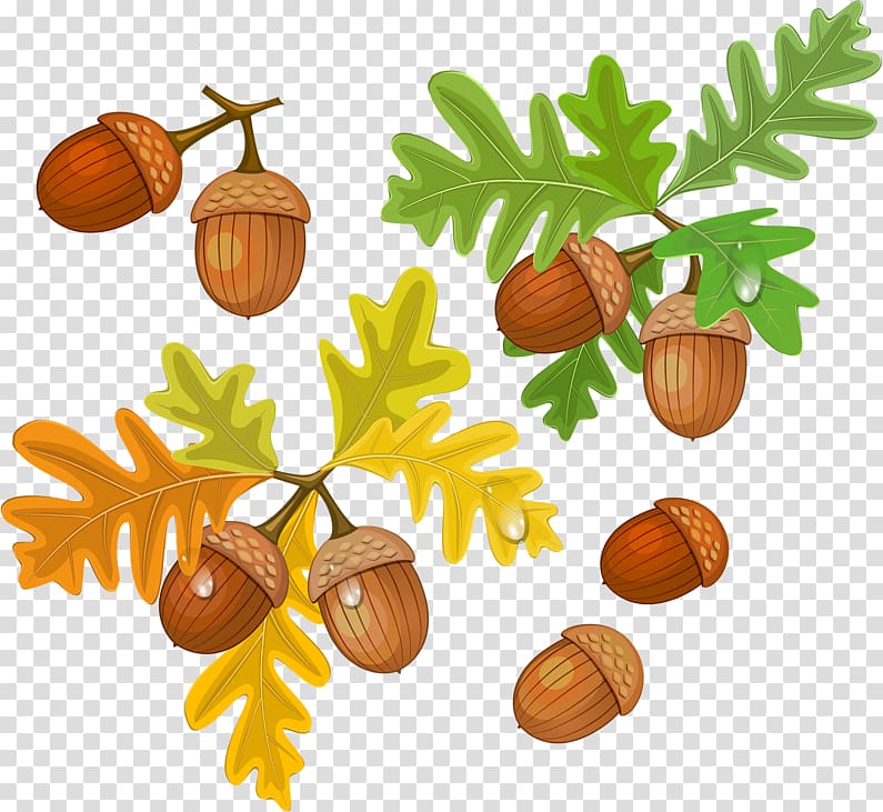 Acorn Oak , acorn transparent background PNG clipart