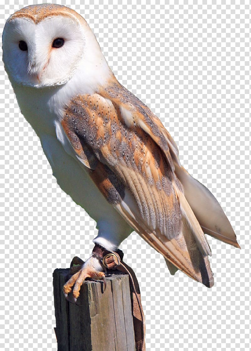 brown and white owl, Barn owl Bird of prey Snowy owl, Brown Owl transparent background PNG clipart