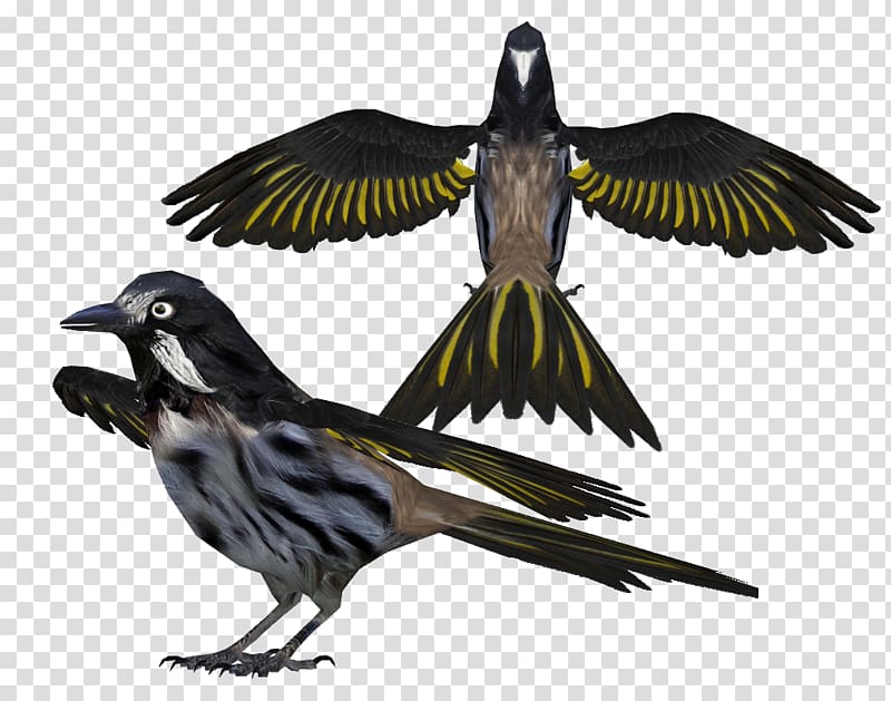 Finch Bird Beak Feather Wing, Bohemian Rhapsody transparent background PNG clipart