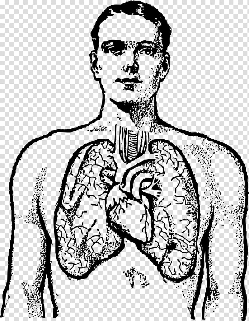 Lung Human body Heart , Small Lungs transparent background PNG clipart