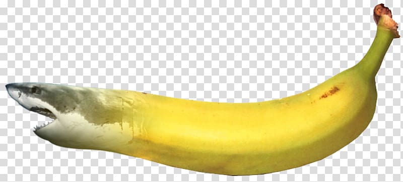 Banana Shark, banana tree transparent background PNG clipart