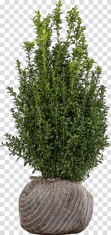 Shrub Buxus sempervirens English Yew Tree Nursery, boxwood hedge transparent background PNG clipart