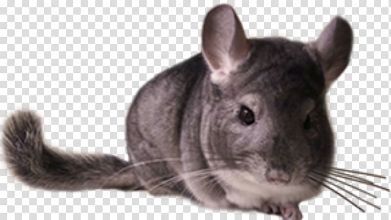 Chinchilla Care Rodent Whiskers Fur, others transparent background PNG clipart