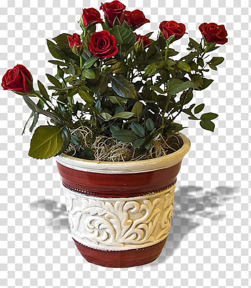 Soria Eventi Garden roses Flower Plant, flowers shading transparent background PNG clipart