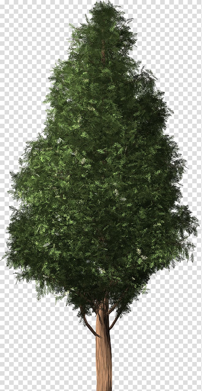 Tree Cedar Austrocedrus Conifers Woody plant, fir-tree transparent background PNG clipart