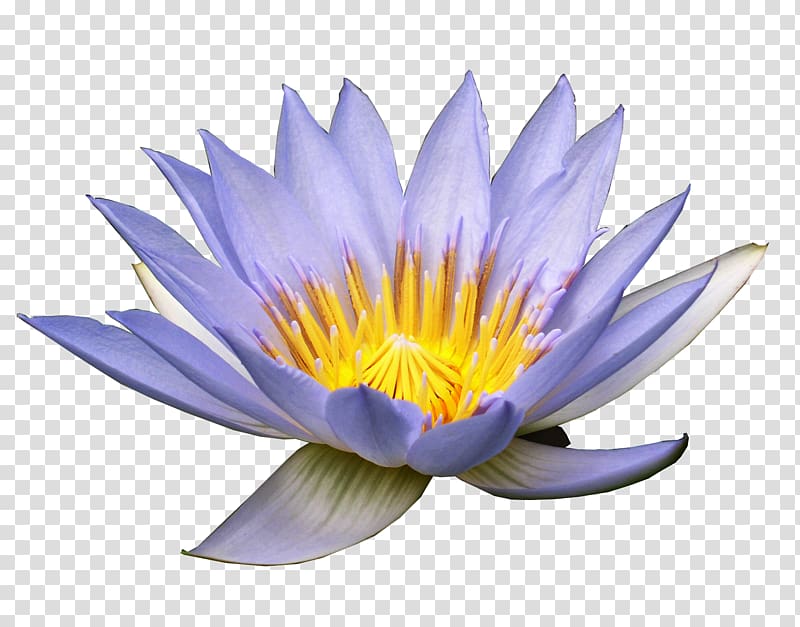 Flower Nymphaea alba Purple , lotus transparent background PNG clipart
