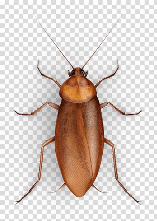 brown cockroach illustration, Cockroach Insect Mosquito Raid, Creative cockroaches transparent background PNG clipart